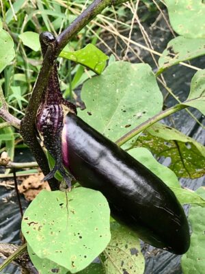 夏野菜の収穫